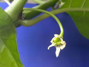 Carolina Reaper 1