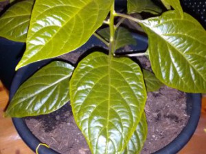 Fatalii Peach danach. Abgehärtet