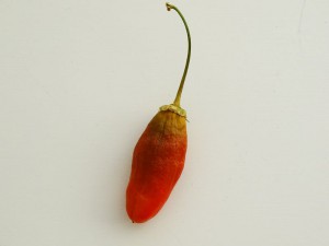 Frucht_Montufar_20160503d