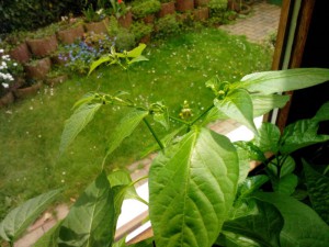 Bulgarian Teardrop (Baccatum) 03.05.16