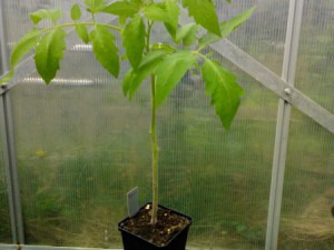 Tomate Ananas 03.05.16