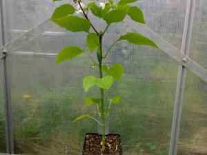 Bulgarian Carrot 03.05.16