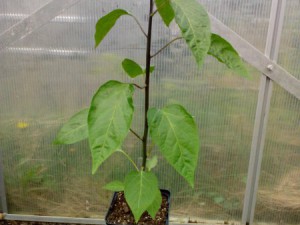 Ecuadorian Brown 03.05.16