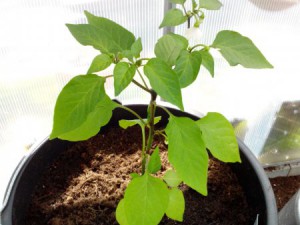 Bulgarian Carrot 04.05.16