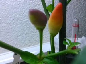 Numex_Twilight_abreifende_Beere