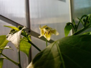 Bulgarian Teardrop Blüte