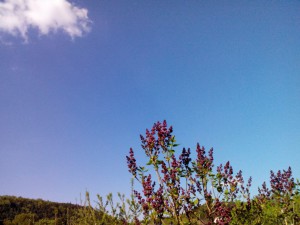 Sonne 25°