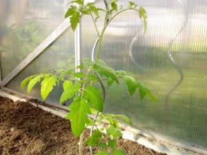 Tomate Goldene Königin
