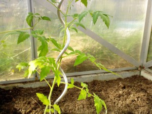 Tomate Yellow Pearshaped