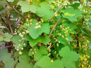 Johannisbeeren 10.05.16