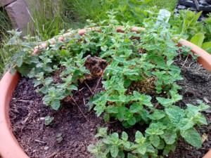 Erdbeerminze 10.05.16