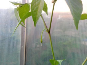 Pulla Frucht 10.05.16