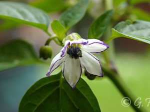 Blue Bishop F3