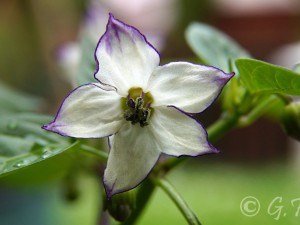 Blue Bishop F3
