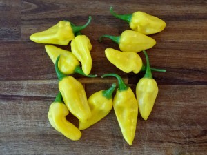 Media 'Golden_Limon_F3_long_20160515' in category 'Golden Limón - limonförmig'