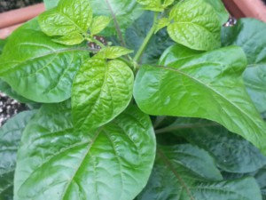 Scotch Bonnet MOA Red