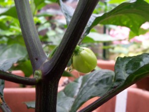 Tobago Seasoning Beerenansatz