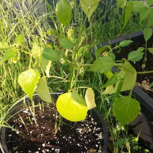 Stand 4.6.: Aji Guyana
