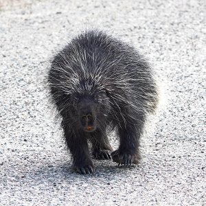 Porcupine
