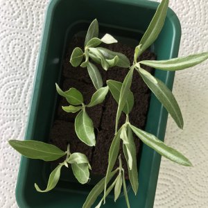 Stecklinge Taggiasca Olive