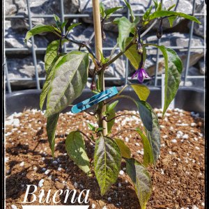 Buena Mulata