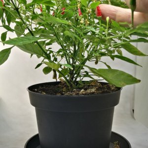 mini-chili