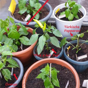 Chili-Pflanzen im Gewächshaus