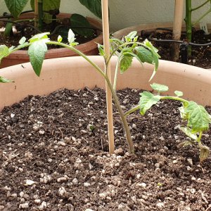 20190615_120120-tomate-p20.jpg