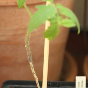 20190607-tomate-p20-HM6C6149.jpg