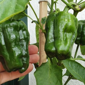 20190615_120628-antep-aci-dolma.jpg