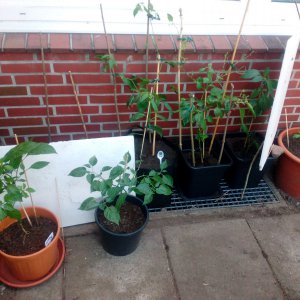 IMG_20190512_175937.jpg