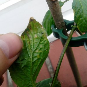 IMG_20190604_165150.jpg