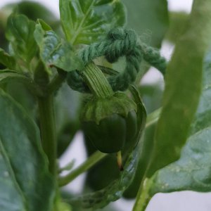 20190615_210112-antep-aci-dolma.jpg