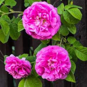 2019_06_08_uroma rose2.jpg