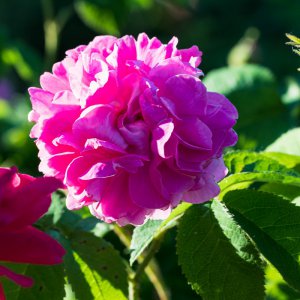 2019_06_08_uroma rose3.jpg