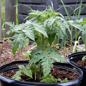 Tomate