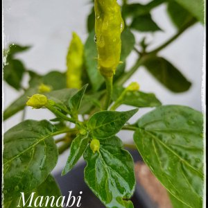 Manabi Sweet
