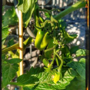 Tomaten