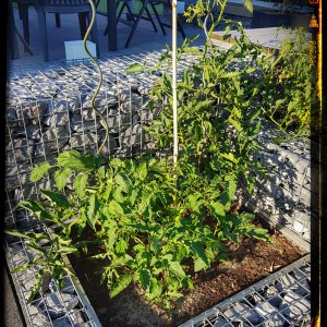 Tomaten