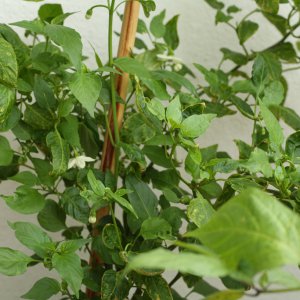 20190622-pimientos-de-padron-HM6C6240.jpg