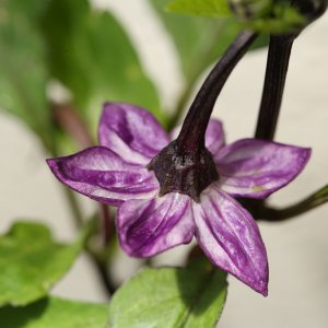 20190615-serrano-purple-HM6C6229.jpg