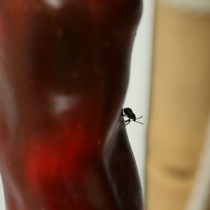 20190622-wanzenlarve-HM6C6260.jpg