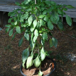 Joes Long Cayenne.JPG