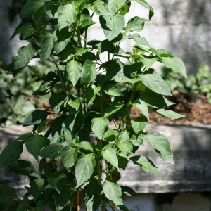 Pimiento de Padron.JPG