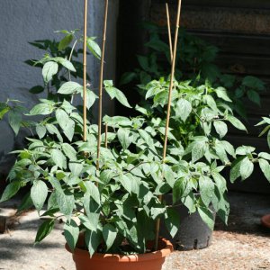 Rocoto Marlene.JPG