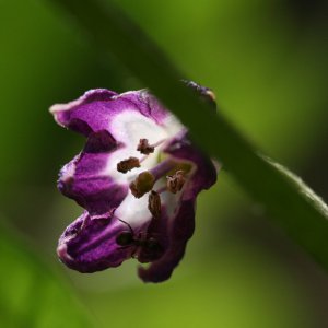 Media 'Mini  Rocoto mit Ameise.JPG' in album '20190624 Teil 2'