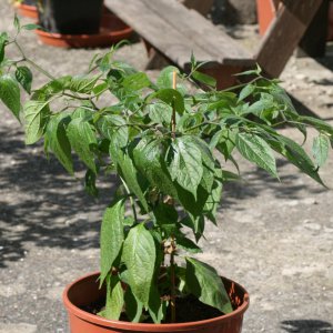 Mini-Rocoto.JPG