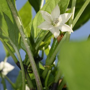 Thai Chili rot 2.JPG