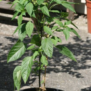 Thai-Chili rot.JPG