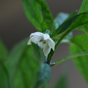 Piment d`Espelette 2.JPG